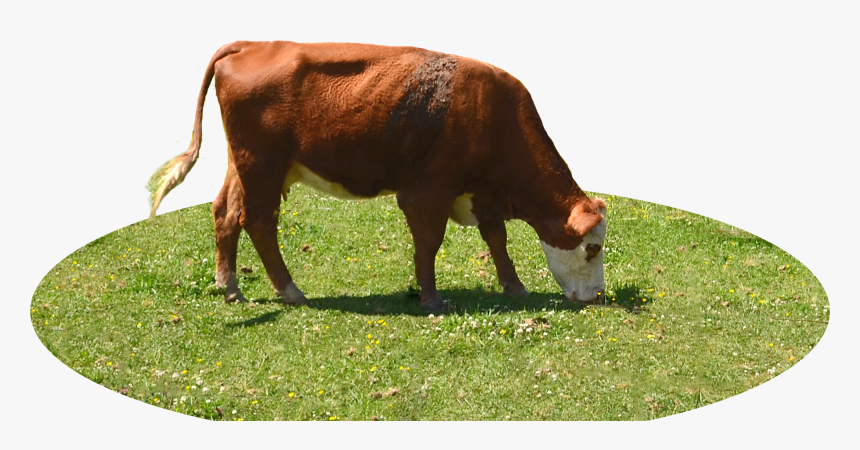 Cow Eating Grass Png, Transparent Png