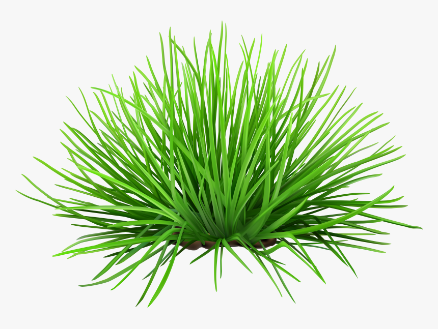 Grass Transparent Png Clip - Grass On Transparent Background, Png Download