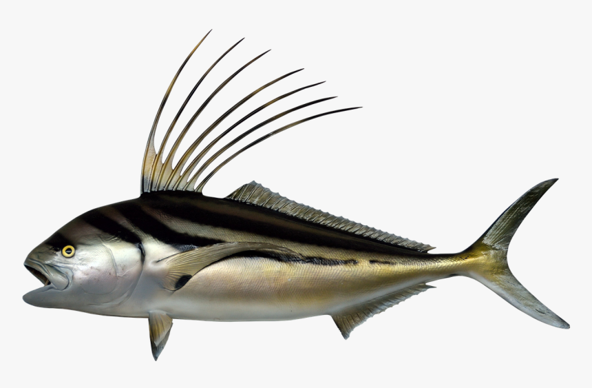 Halak, Kakas Hal, Készített, Állatvilága, Tengeri Élet - Rooster Fish Png, Transparent Png