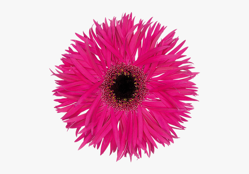 Ice Plant Family, HD Png Download