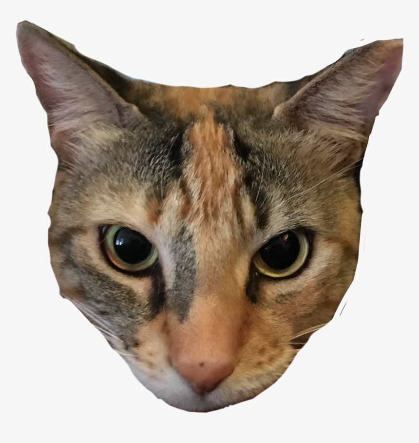 #cheese #cheesethecat #cats #cat #calico #calicocat - Domestic Short-haired Cat, HD Png Download