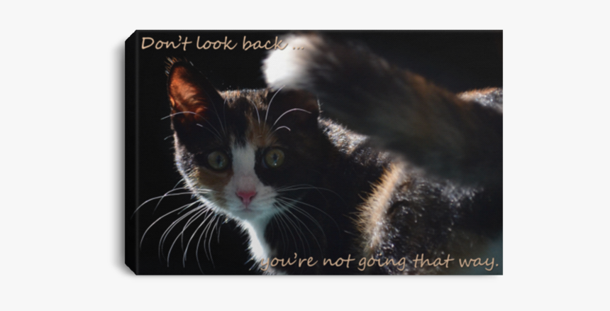 Domestic Short-haired Cat, HD Png Download