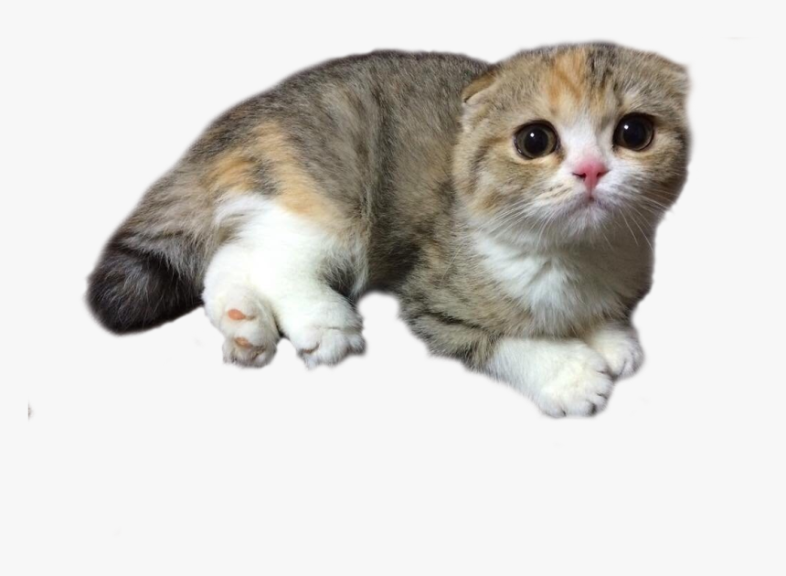 Jpg Transparent Stock Cats Png Psbattle A - Domestic Short-haired Cat, Png Download
