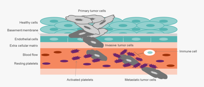 Transparent Cancer Cell Png - Illustration, Png Download