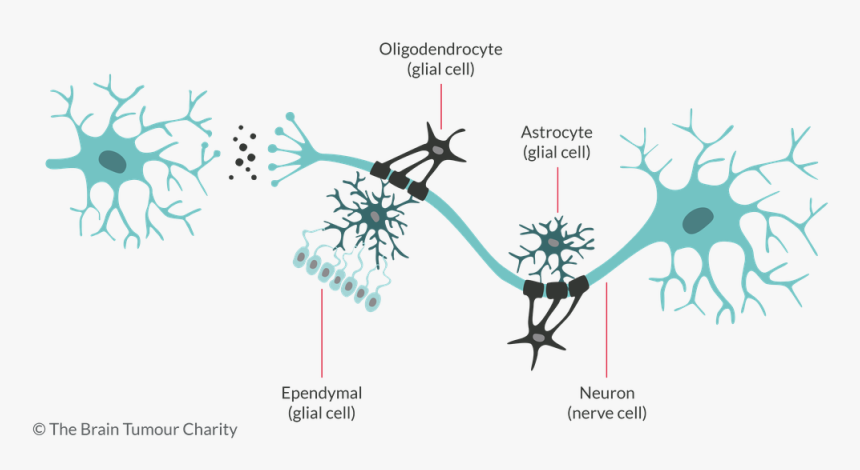 Cells In Brain, HD Png Download
