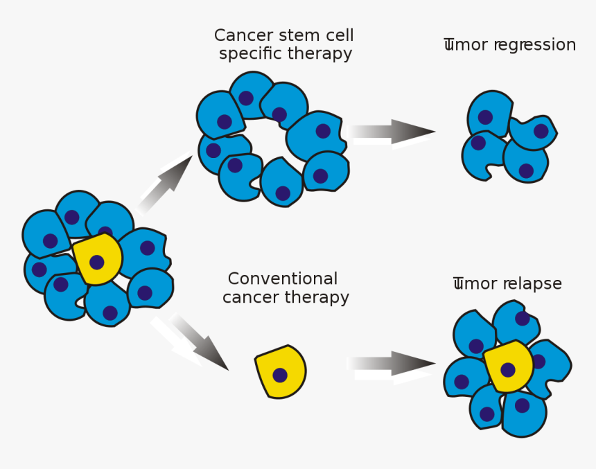 Cancer Cells After Chemotherapy, HD Png Download