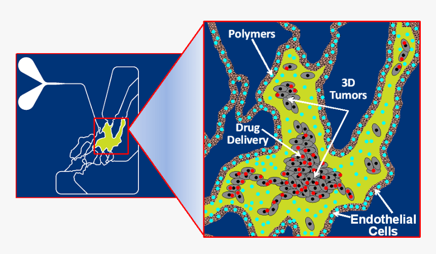 Graphic Design, HD Png Download