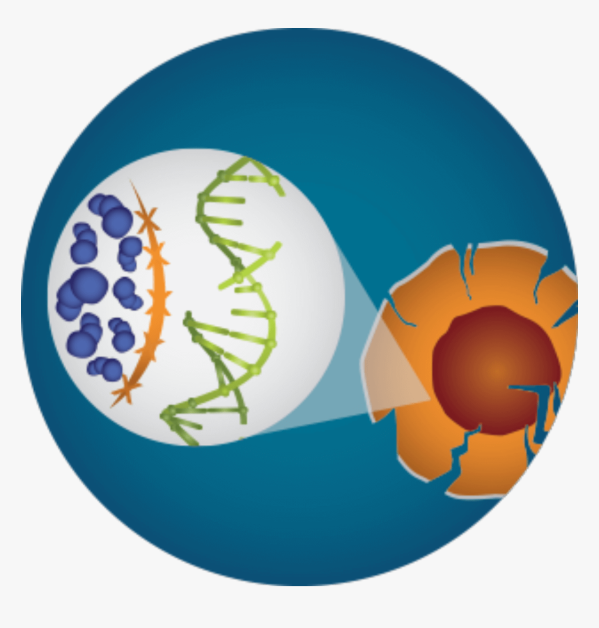 Circle, HD Png Download