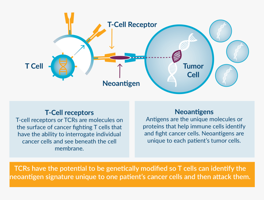 Cancer Neoantigen, HD Png Download