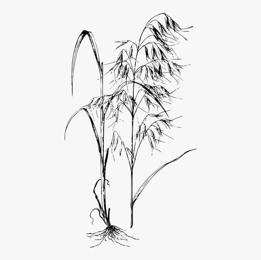 Wild Plant Drawing Png, Transparent Png