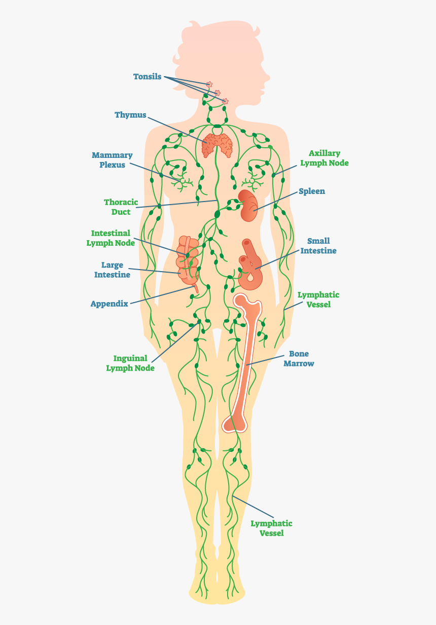 Diagram Of The Lymph System - Lymph Nodes In Legs, HD Png Download