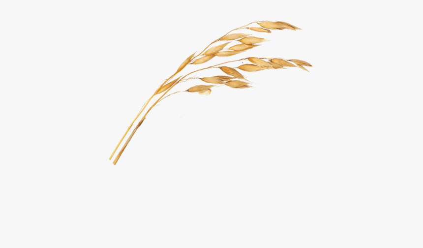 Rama De Avena Png, Transparent Png