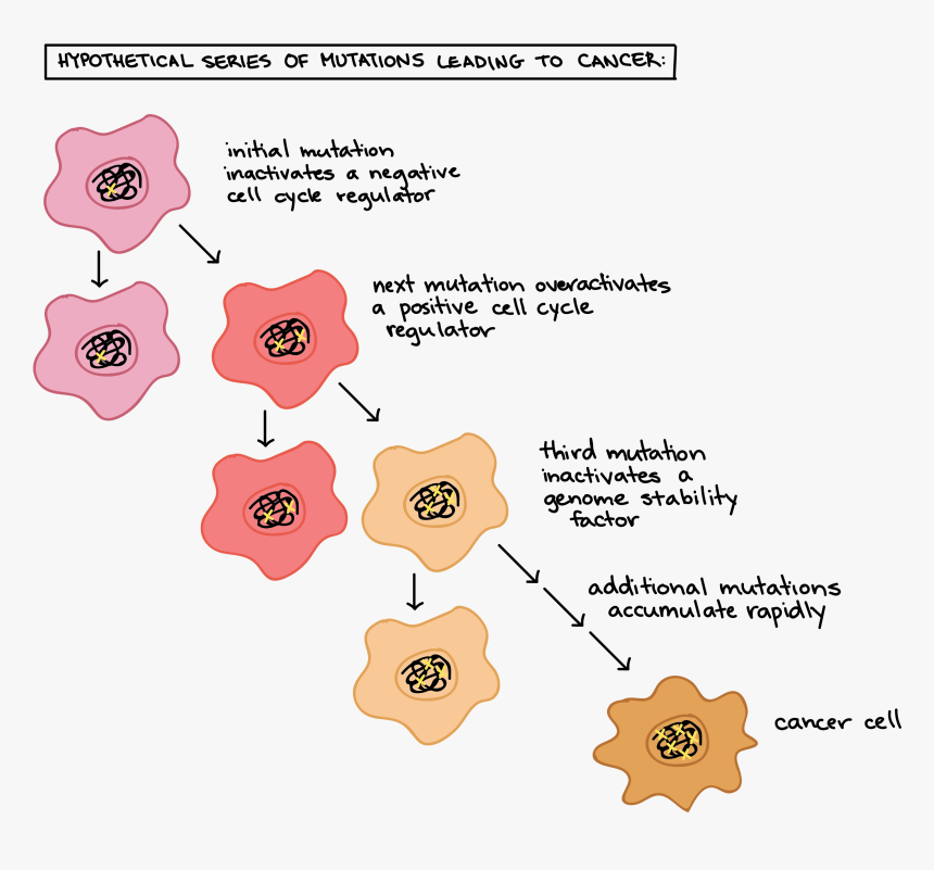 Formation Of Cancer Cells, HD Png Download