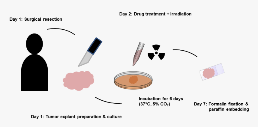 Graphic Design, HD Png Download