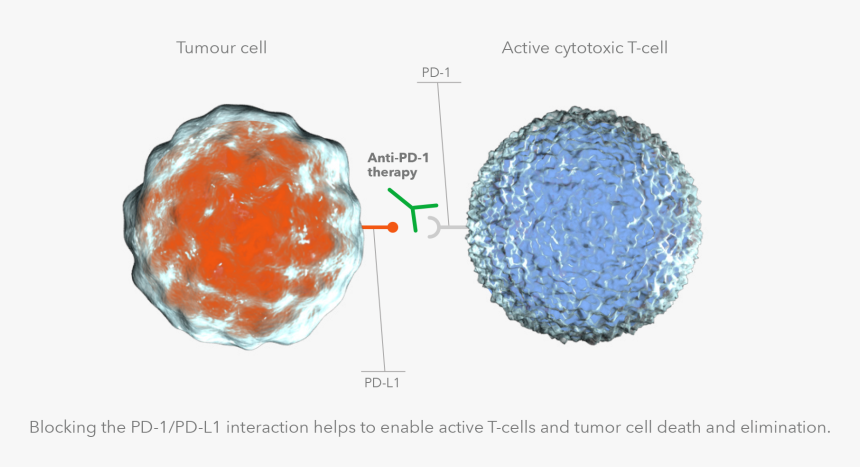 肿瘤 T 细胞 浸润, HD Png Download
