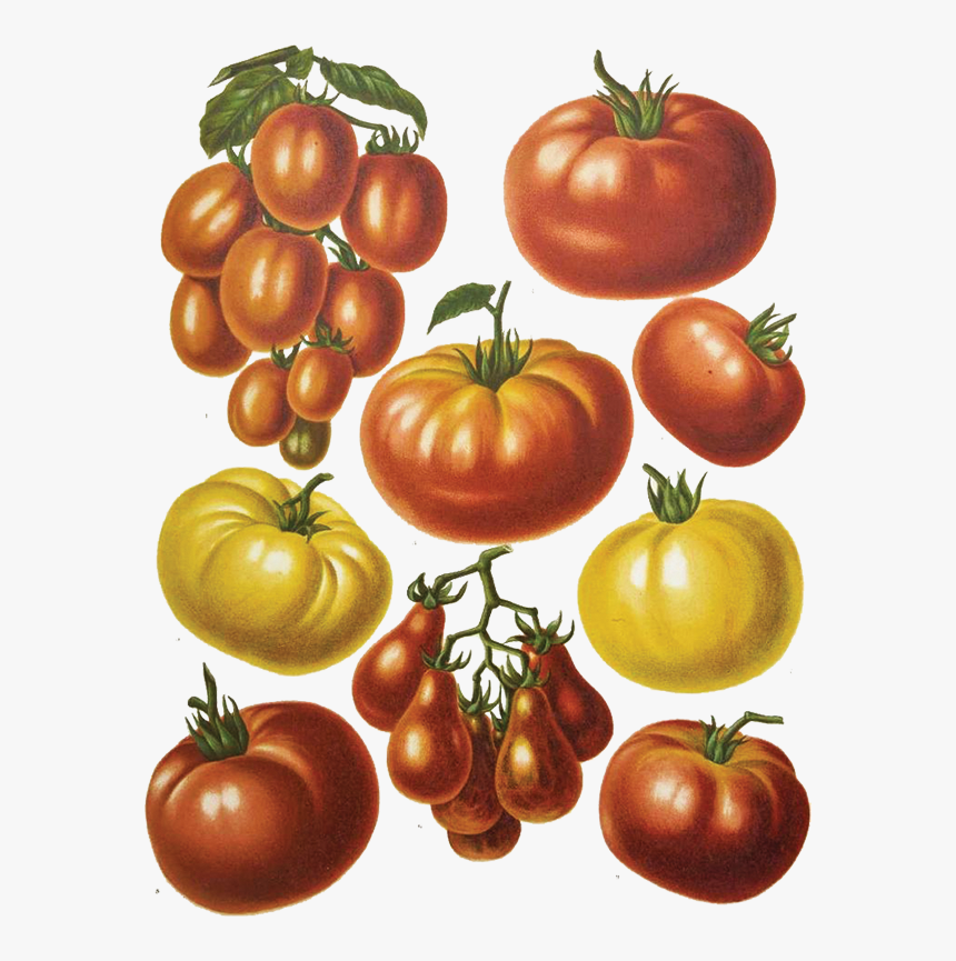 Transparent Whopper Png - Botanical Print Tomato, Png Download