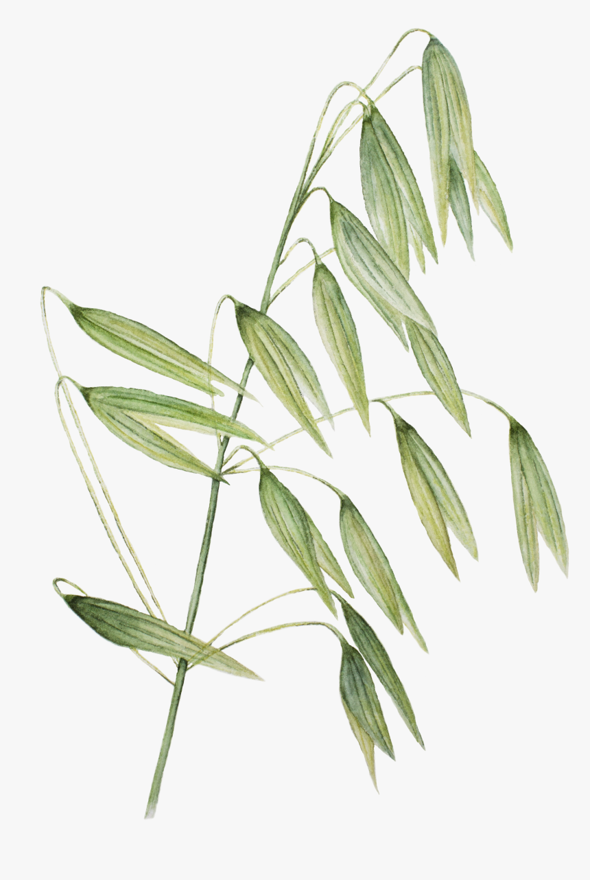 Hierochloe, HD Png Download