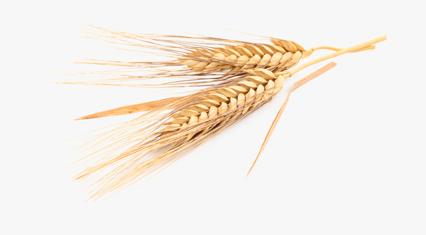 Clip Art Cereais De Aveia Emmer - Trigo Png, Transparent Png