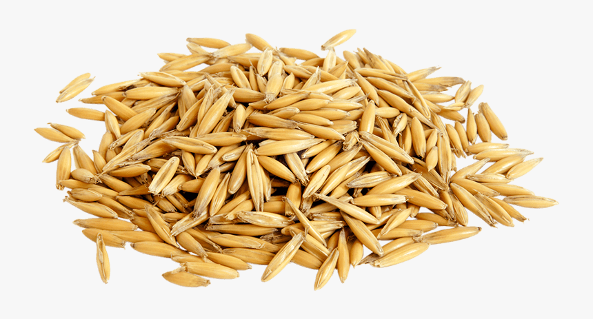 Oats - Oat, HD Png Download