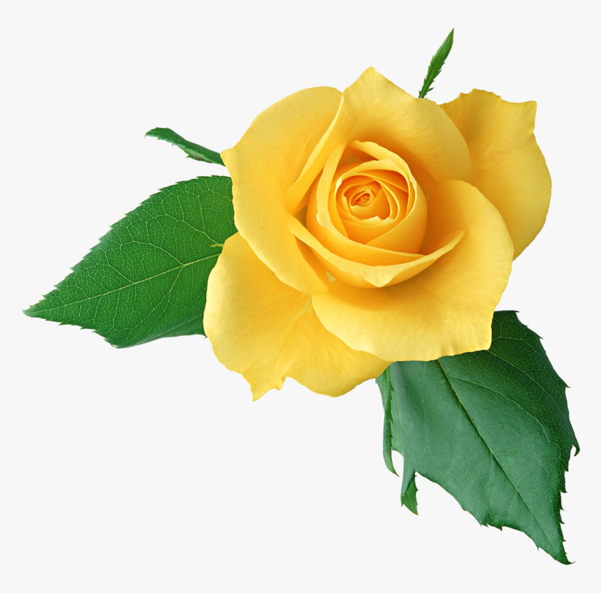 Yellow Roses Png - Happy Mother's Day 2017, Transparent Png