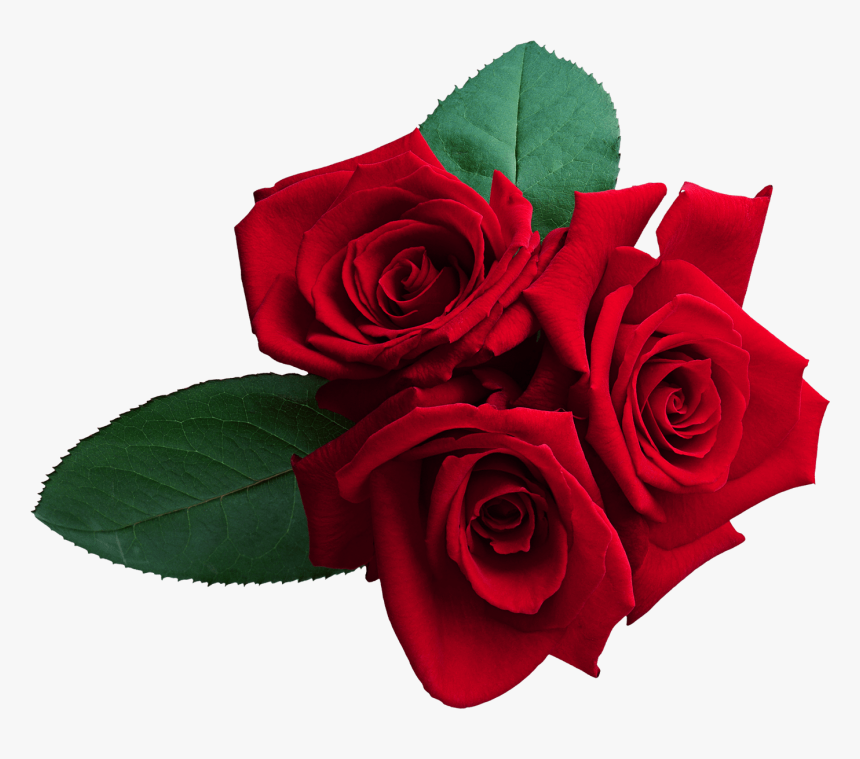Red Roses Png Clipart , Png Download - Red Rose Png, Transparent Png