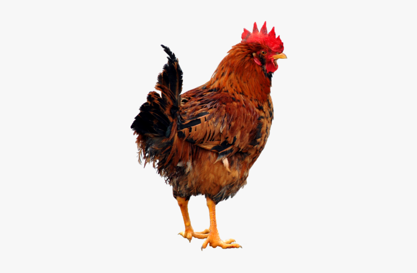 Png Chiken, Transparent Png