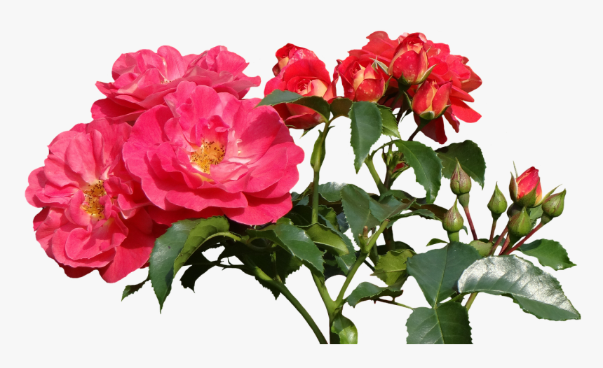 Transparent Roses Png Images - Rose, Png Download