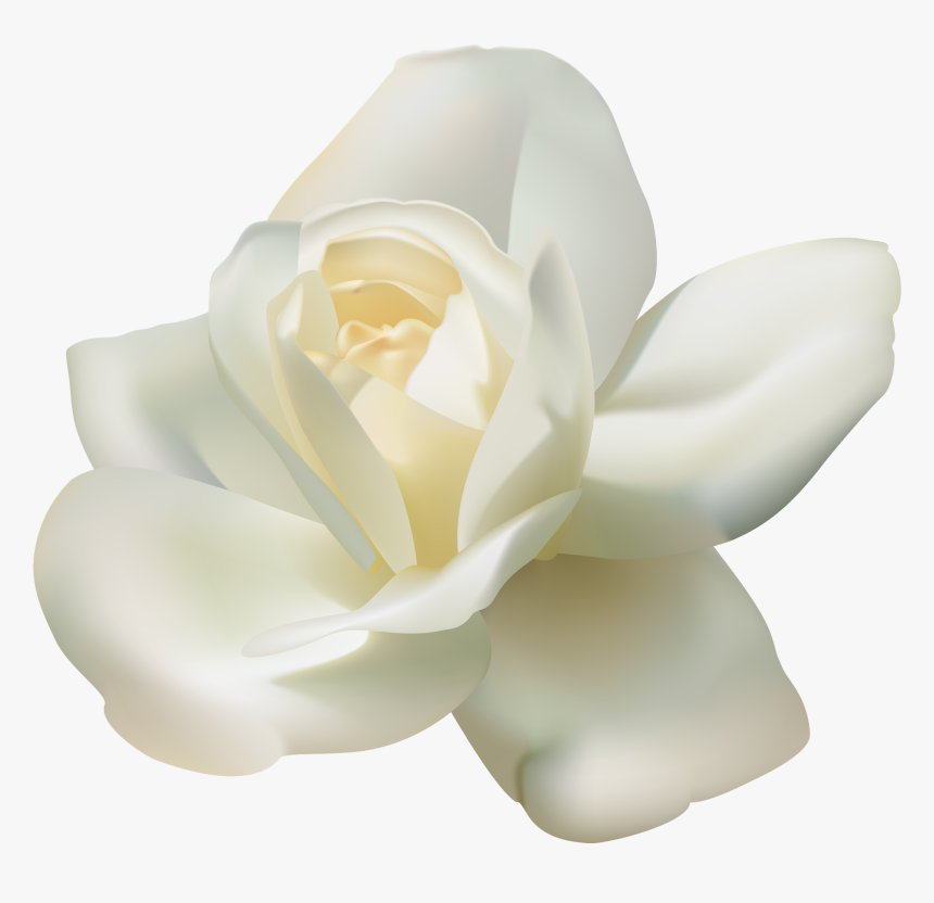 White Roses Transparent Background, HD Png Download