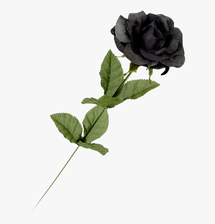 Black Rose - Black Rose Flowers Single, HD Png Download
