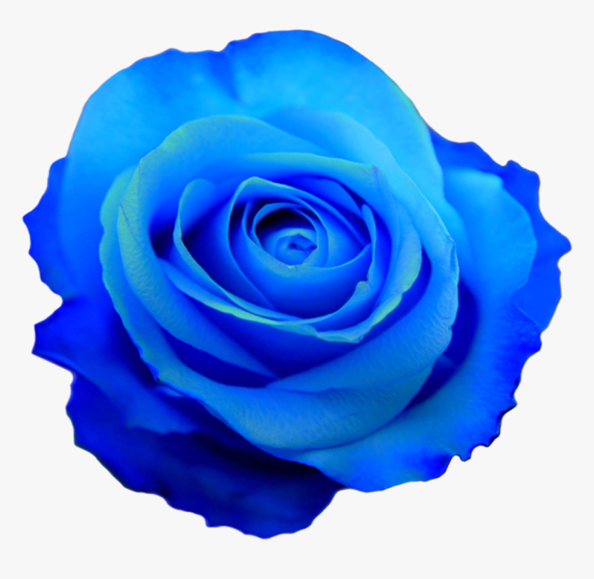 Blue Roses Png - Blue Flower No Background, Transparent Png