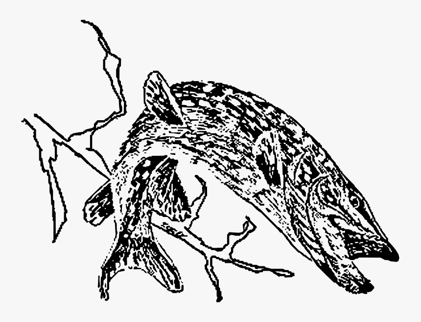 Northern Pike Png Draw, Transparent Png