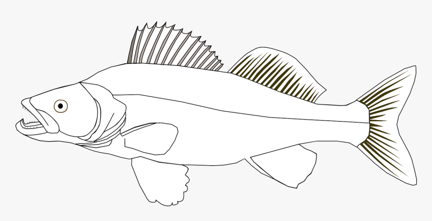 Zander Clipart, HD Png Download