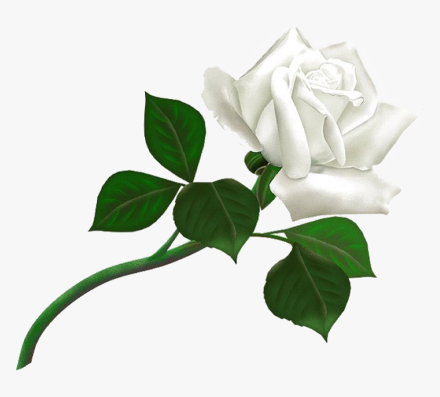 White Roses Png Free Download - White Rose Png, Transparent Png
