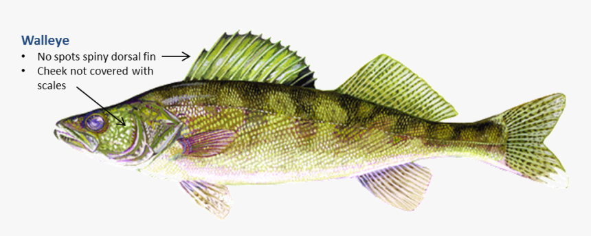 Bass Northern Pike Tilapia Walleye Fishing - Walleye Png, Transparent Png