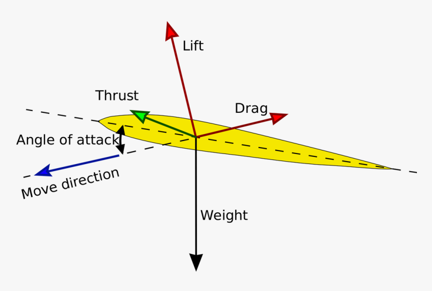 Picture - Mechanism Of Flight In Birds, HD Png Download
