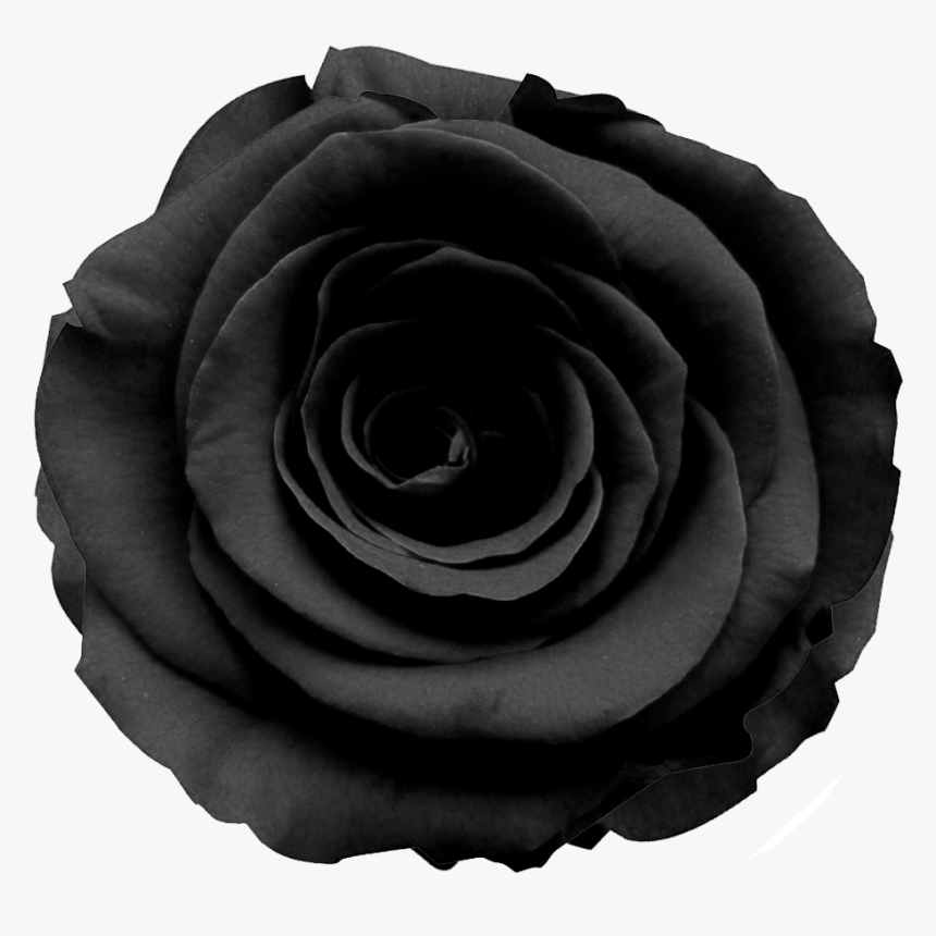 Black Roses Png - Transparent Black Rose Png, Png Download