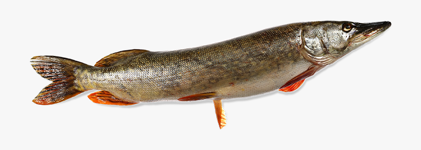 Štuka Riba, HD Png Download