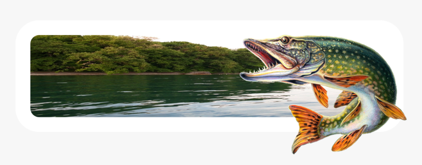 Clip Art Fishing Articles February - Pike Fish Png, Transparent Png