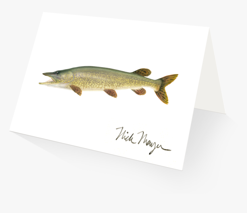 Northern Pike - Lunge, HD Png Download