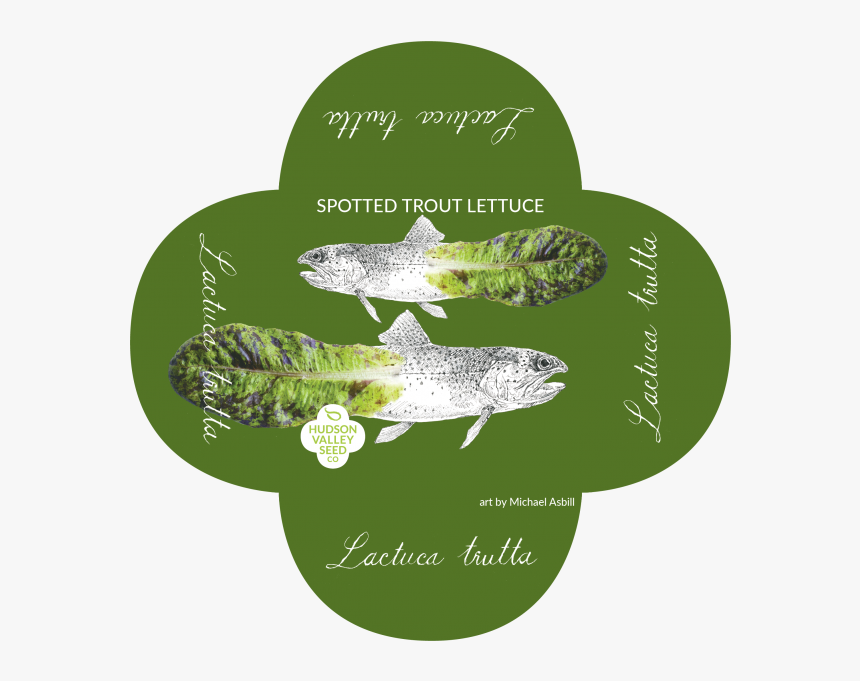 Spotted Trout Lettuce Quatrefoil - Trout, HD Png Download