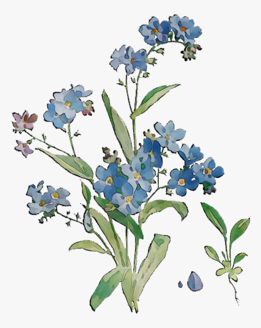 Bluebonnet Grasses Flowers Scorpion Cut Free Hd Image - Alpine Forget-me-not, HD Png Download