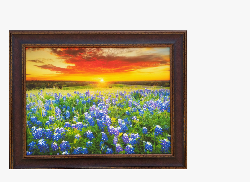 Sunny Days Of Blue Bonnets - Bluebonnets Texas Sunset, HD Png Download