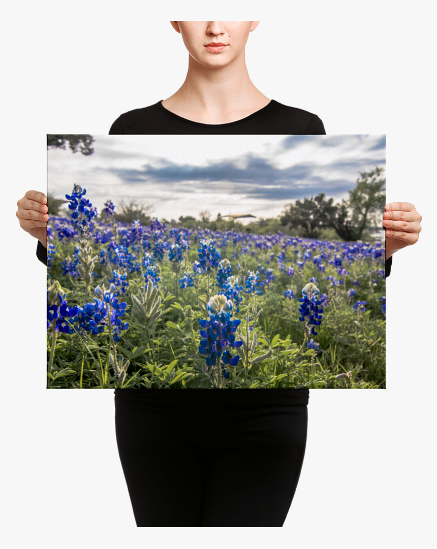 Canvas, HD Png Download