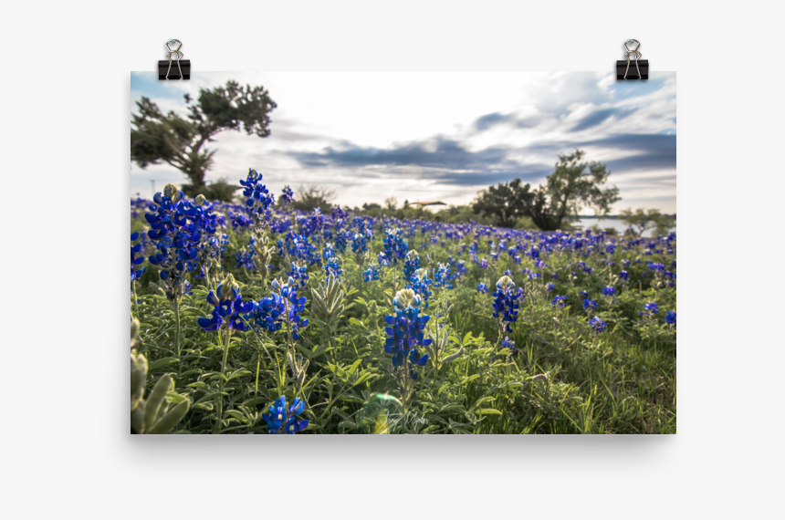 Bluebonnet, HD Png Download