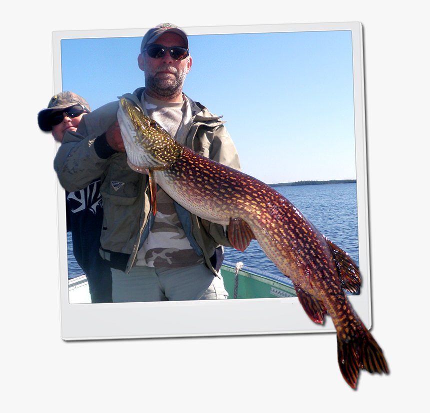 Northern Pike - Fisherman, HD Png Download