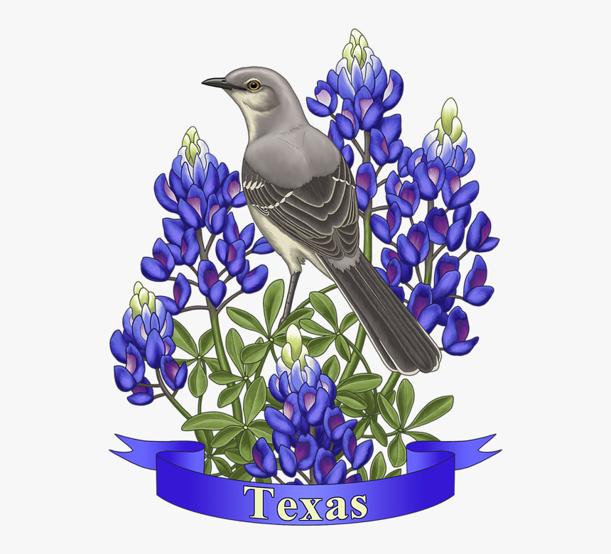Texas State Mockingbird And Bluebonnet Flower, HD Png Download