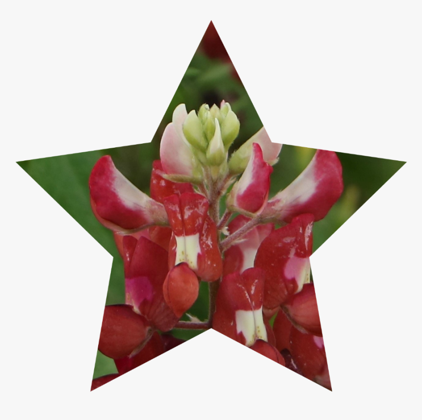 Bluebonnet, HD Png Download