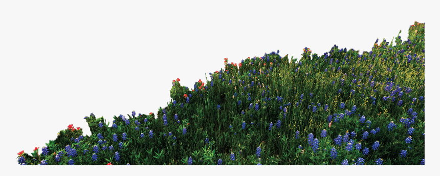 Bluebonnet, HD Png Download