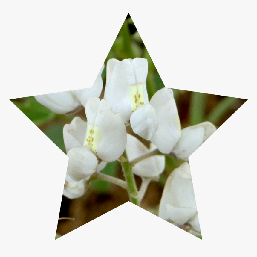 Jasmine, HD Png Download