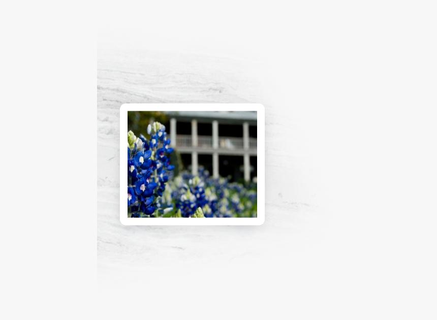 Blue Bonnet, HD Png Download